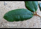 <i>Myrcia ferruginosa</i> Mazine [Myrtaceae]