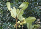 <i>Marlierea sylvatica</i> (O.Berg) Kiaersk. [Myrtaceae]