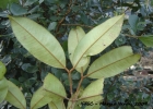 <i>Marlierea sylvatica</i> (O.Berg) Kiaersk. [Myrtaceae]