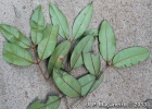 <i>Myrcia ferruginosa</i> Mazine [Myrtaceae]