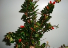 <i>Nematanthus australis</i> Chautems  [Gesneriaceae]