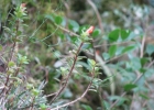 <i>Nematanthus australis</i> Chautems  [Gesneriaceae]