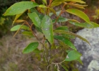 <i>Styrax acuminatus</i> Pohl [Styracaceae]