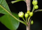 <i>Chrysophyllum gonocarpum</i> (Mart. & Eichler) Engl. [Sapotaceae]