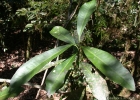 <i>Chrysophyllum gonocarpum</i> (Mart. & Eichler) Engl. [Sapotaceae]