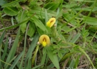 <i>Stylosanthes leiocarpa</i> Vogel [Fabaceae]