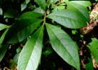 <i>Brunfelsia pilosa</i> Plowman [Solanaceae]