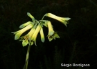 <i>Alstroemeria isabelleana</i> Herb. [Alstroemeriaceae]
