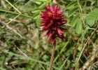 <i>Alternanthera hirtula</i> (Mart.) R. E. Fr. [Amaranthaceae]