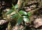 <i>Chrysophyllum marginatum</i> (Hook. & Arn.) Radlk. [Sapotaceae]