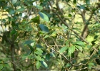 <i>Chrysophyllum marginatum</i> (Hook. & Arn.) Radlk. [Sapotaceae]