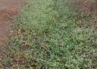 <i>Alternanthera tenella</i> Colla [Amaranthaceae]