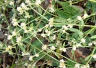 <i>Alternanthera tenella</i> Colla [Amaranthaceae]