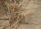 <i>Blutaparon portulacoides</i> (A. St.-Hil.) Mears [Amaranthaceae]