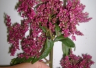 <i>Chamissoa altissima</i> (Jacq.) Kunth [Amaranthaceae]