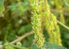 <i>Boehmeria caudata</i> Sw. [Urticaceae]