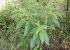 <i>Boehmeria caudata</i> Sw. [Urticaceae]
