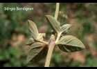 <i>Gomphrena perennis</i> L. [Amaranthaceae]