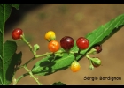 <i>Banara tomentosa</i> Clos [Salicaceae]
