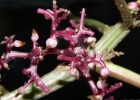 <i>Urera baccifera</i> (L.) Gaudich. [Urticaceae]