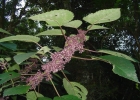 <i>Urera baccifera</i> (L.) Gaudich. [Urticaceae]