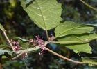 <i>Urera baccifera</i> (L.) Gaudich. [Urticaceae]