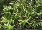 <i>Aloysia virgata</i> (Ruiz & Pav.) Juss. [Verbenaceae]