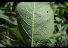<i>Aloysia virgata</i> (Ruiz & Pav.) Juss. [Verbenaceae]