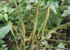 <i>Doryopteris lomariacea</i> Kl. [Pteridaceae]