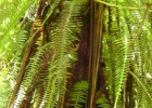 <i>Pecluma truncorum</i> (Lindm.) M.G. Price [Polypodiaceae]