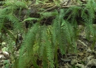 <i>Pecluma truncorum</i> (Lindm.) M.G. Price [Polypodiaceae]