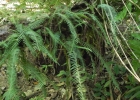<i>Pecluma truncorum</i> (Lindm.) M.G. Price [Polypodiaceae]