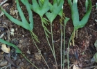<i>Ophioglossum palmatum</i> L. [Ophioglossaceae]