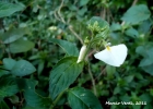 <i>Hybanthus comunis</i> (A. St.-Hil.) Taub. [Violaceae]