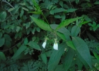 <i>Hybanthus bigibbosus</i> (A. St.-Hil.) Hassl. [Violaceae]