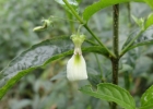 <i>Hybanthus bigibbosus</i> (A. St.-Hil.) Hassl. [Violaceae]
