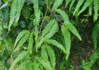<i>Gleichenella pectinata</i> (Willd.) Ching [Gleicheniaceae]