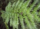 <i>Cyathea corcovadensis</i> (Raddi) Domin [Cyatheaceae]