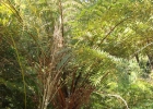 <i>Cyathea corcovadensis</i> (Raddi) Domin [Cyatheaceae]