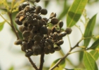 <i>Lithraea molleoides</i> (Vell.) Engl. [Anacardiaceae]