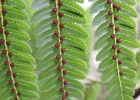 <i>Alsophila capensis</i> (L. f.) J. Sm. [Cyatheaceae]