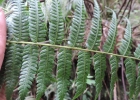<i>Alsophila capensis</i> (L. f.) J. Sm. [Cyatheaceae]