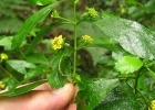 <i>Lippia ramboi</i> Moldenke [Verbenaceae]