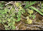<i>Valeriana glechomifolia</i> F. G. Mey. [Valerianaceae]