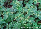 <i>Pilea hilariana</i> Wedd. [Urticaceae]