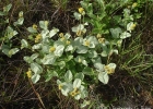 <i>Waltheria douradinha</i> A. St.-Hil. [Malvaceae]