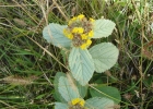 <i>Waltheria douradinha</i> A. St.-Hil. [Malvaceae]