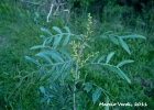 <i>Schinus lentiscifolius</i> Marchand [Anacardiaceae]