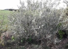 <i>Schinus lentiscifolius</i> Marchand [Anacardiaceae]