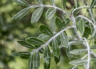 <i>Schinus lentiscifolius</i> Marchand [Anacardiaceae]